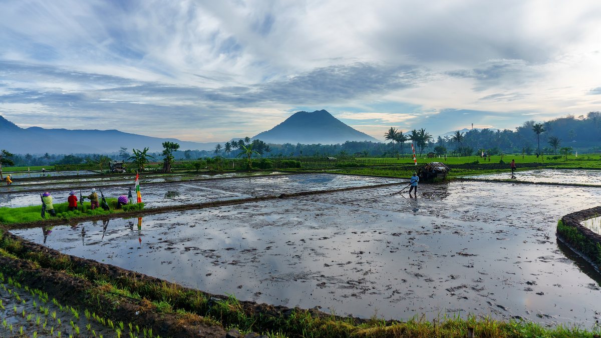 Aktivitas Petani Di Sawah